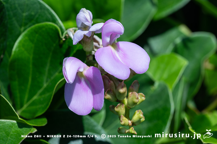 ハマナタマメの花 静岡県・東伊豆町・稲取・志津摩海岸 2025/07/23