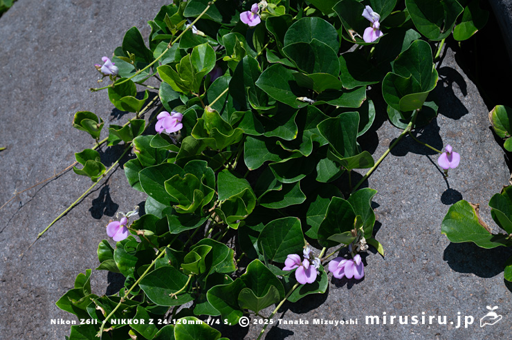 海辺に生えた開花中のハマナタマメ 静岡県・東伊豆町・稲取・志津摩海岸 2025/07/23
