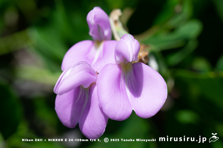 ハマナタマメの花 静岡県・東伊豆町・稲取・志津摩海岸 2025/07/23