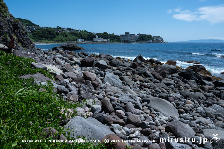 海辺に生えた開花中のハマナタマメ(左下) 静岡県・東伊豆町・稲取・志津摩海岸 2025/07/23