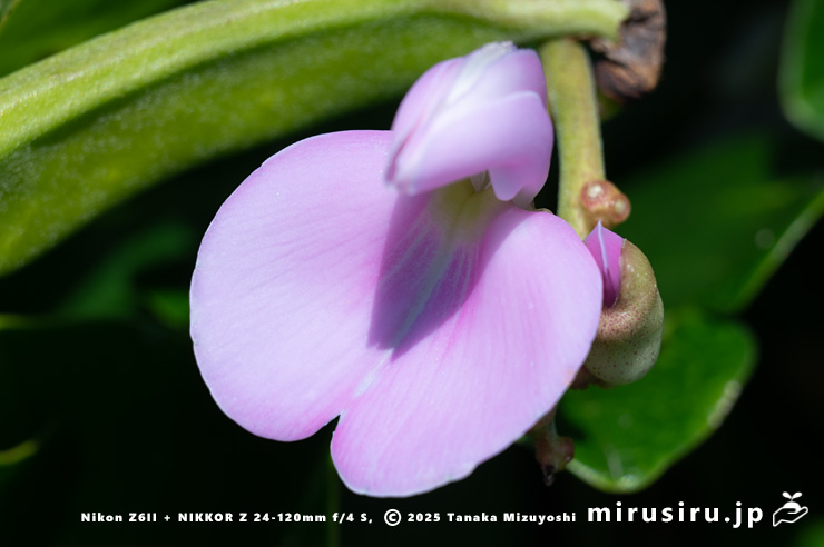ハマナタマメの花 静岡県・東伊豆町・稲取・志津摩海岸 2025/07/23
