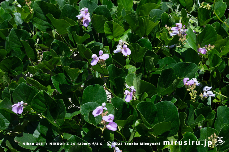 花の最盛期のハマナタマメ 静岡県・東伊豆町・稲取・志津摩海岸 2025/07/23