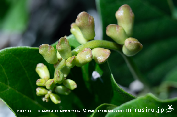 ハマナタマメの蕾 静岡県・東伊豆町・稲取・志津摩海岸 2025/07/23