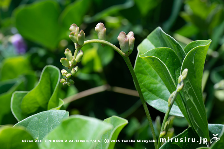 ハマナタマメの蕾 静岡県・東伊豆町・稲取・志津摩海岸 2025/07/23