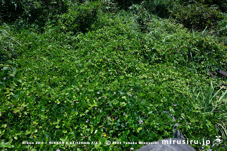 海辺に生えた開花中のハマナタマメ 静岡県・東伊豆町・稲取・志津摩海岸 2025/07/23