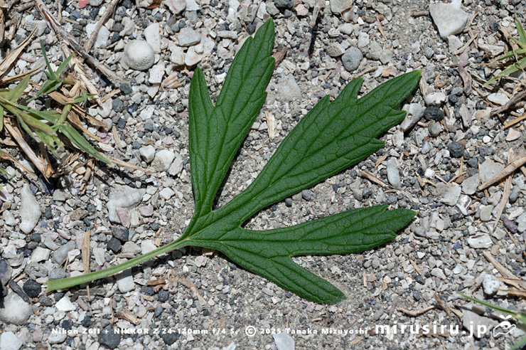メハジキの茎生葉　三浦市・毘沙門海岸　2025/07/29