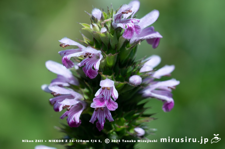メハジキの花　三浦市・毘沙門海岸　2025/07/29