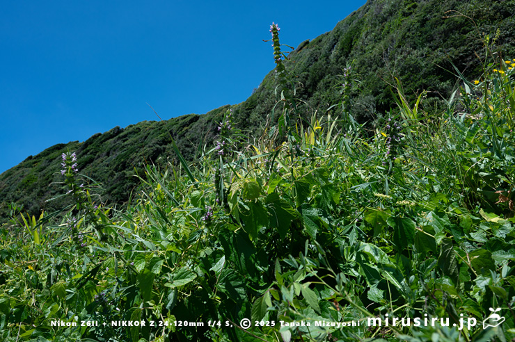 海に面した草地に生えた開花中のメハジキ　三浦市・毘沙門海岸　2025/07/29