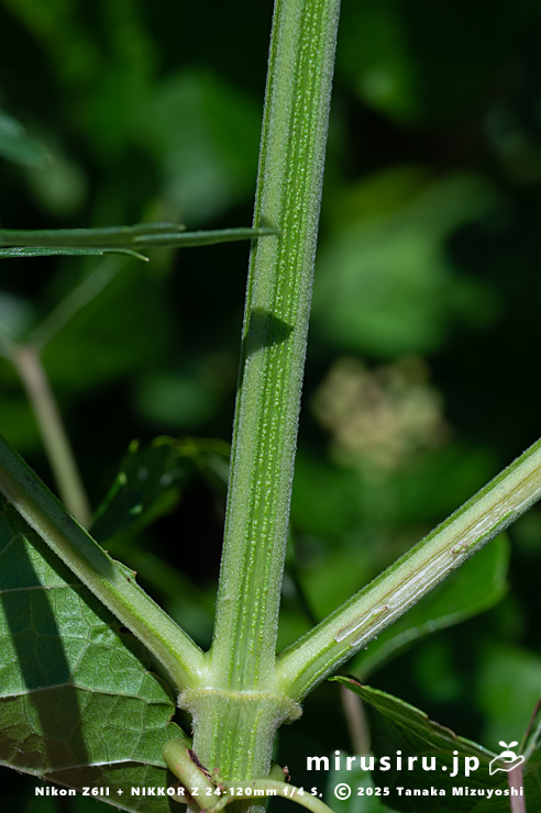 メハジキの茎　三浦市・毘沙門海岸　2025/07/29