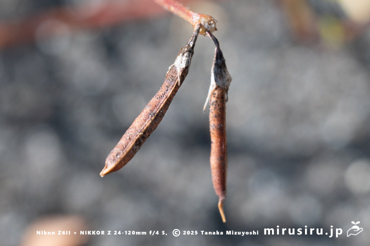 セイヨウミヤコグサの熟した実　東京都八王子市下柚木　2025/07/31