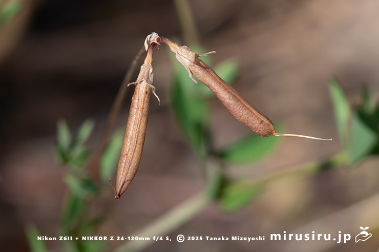 セイヨウミヤコグサの熟した実　東京都八王子市下柚木　2025/07/31