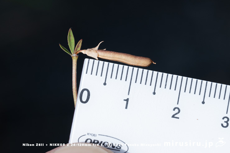 セイヨウミヤコグサの熟した実（長さ1.3cm）　東京都八王子市下柚木　2025/07/31