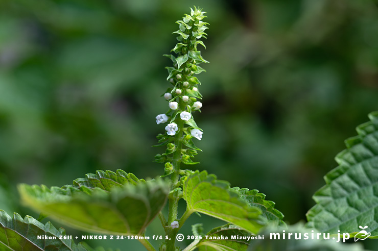 エゴマの花　三浦市南下浦町菊名産　2025/10/03