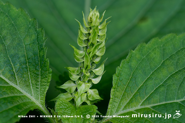 エゴマの蕾の苞　茅ヶ崎市・清水谷　2025/10/03