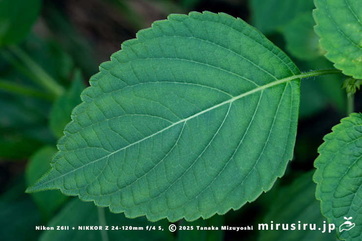 エゴマの葉　茅ヶ崎市・清水谷　2025/10/03