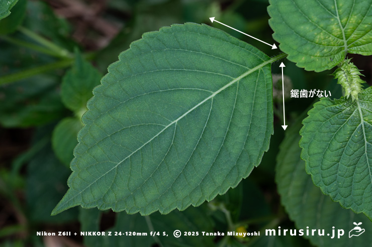 エゴマの葉　茅ヶ崎市・清水谷　2025/10/03