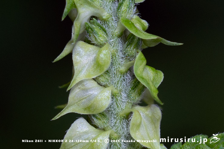 エゴマの蕾の苞　茅ヶ崎市・清水谷　2025/10/03