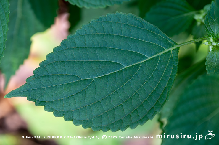 レモン臭があるのでレモンエゴマとの交雑を感じるエゴマの葉　三浦市南下浦町菊名　2025/10/05