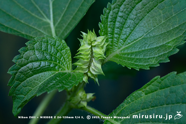 レモン臭があるのでレモンエゴマとの交雑を感じるエゴマの蕾の苞　三浦市南下浦町菊名　2025/10/05