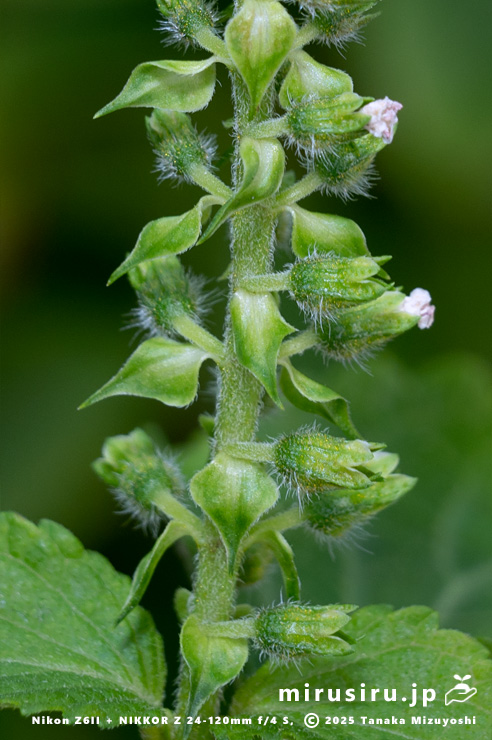 開花中のエゴマの苞　三浦市南下浦町菊名産　2025/10/08