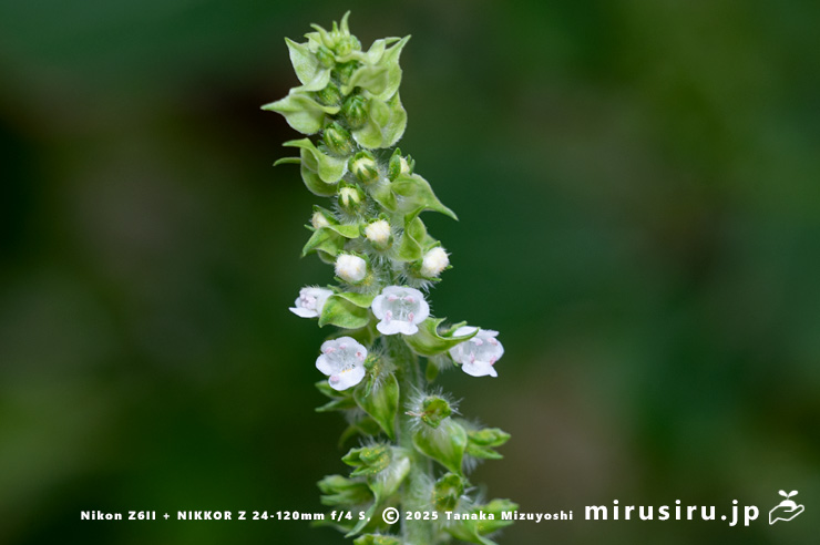 エゴマの花　三浦市南下浦町菊名産　2025/10/08