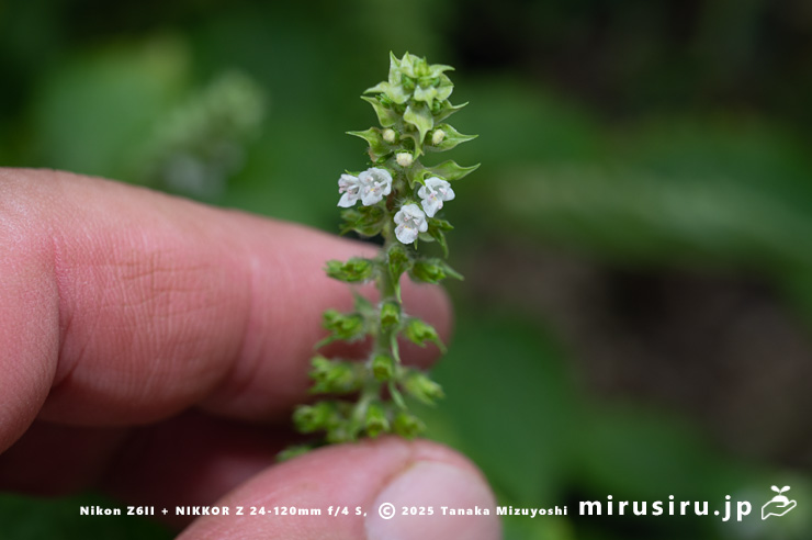 エゴマの花のサイズ感　三浦市南下浦町菊名産　2025/10/08