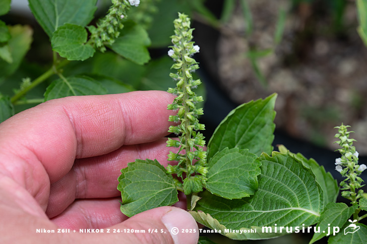 エゴマの花のサイズ感　三浦市南下浦町菊名産　2025/10/08