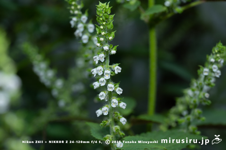 エゴマの花　三浦市南下浦町菊名　2025/10/12