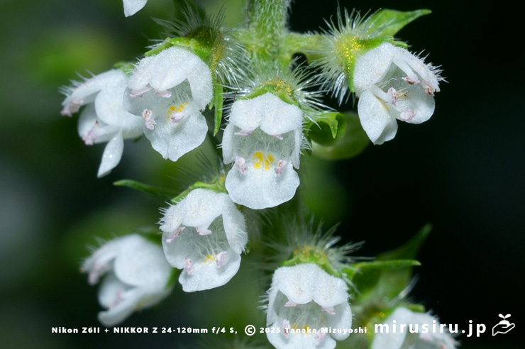 エゴマの花　三浦市南下浦町菊名　2025/10/12