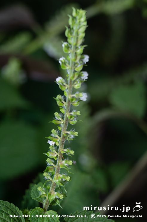 開花中のエゴマの苞　三浦市南下浦町菊名　2025/10/12