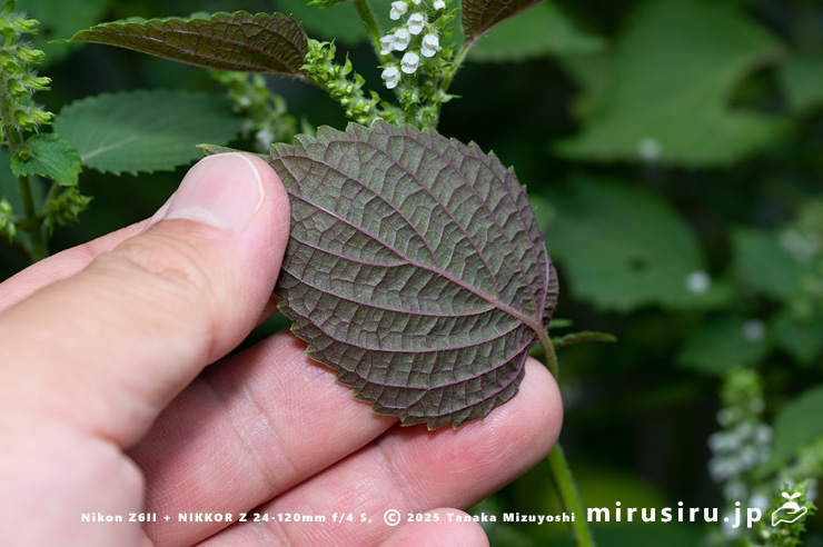 紫色を帯びるのでシソとの交雑を感じるエゴマの葉裏　三浦市南下浦町菊名　2025/10/12