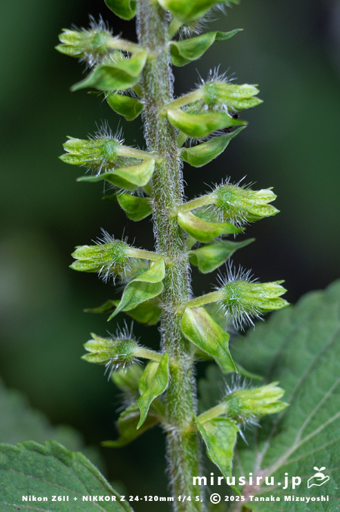 花が咲き終わったエゴマの苞　三浦市南下浦町菊名　2025/10/12