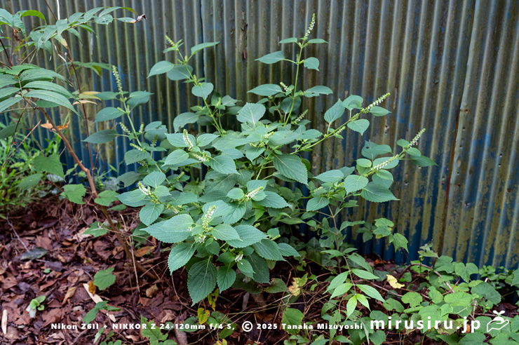 開花中のエゴマ　三浦市南下浦町菊名　2025/10/12