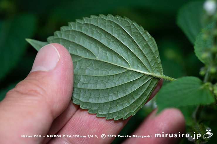 レモン臭があるのでレモンエゴマとの交雑を感じるエゴマの葉裏　三浦市南下浦町菊名　2025/10/12