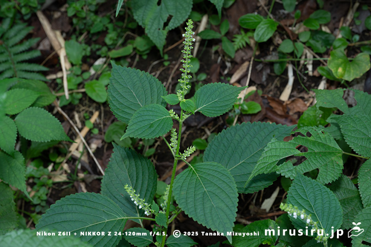 開花中のエゴマ　三浦市南下浦町菊名　2025/10/12