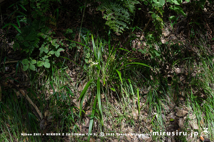 開花中のスルガラン（中央）　横須賀市山中町　2025/10/18