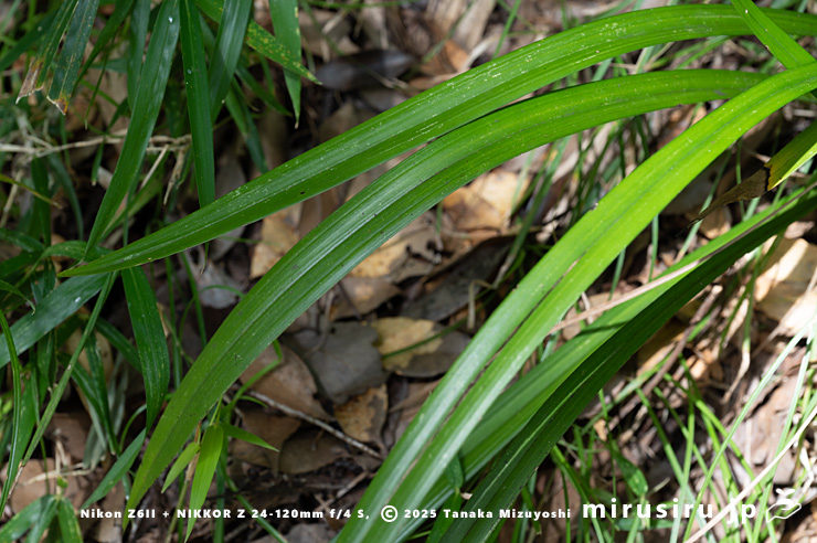 スルガランの葉　横須賀市山中町　2025/10/18