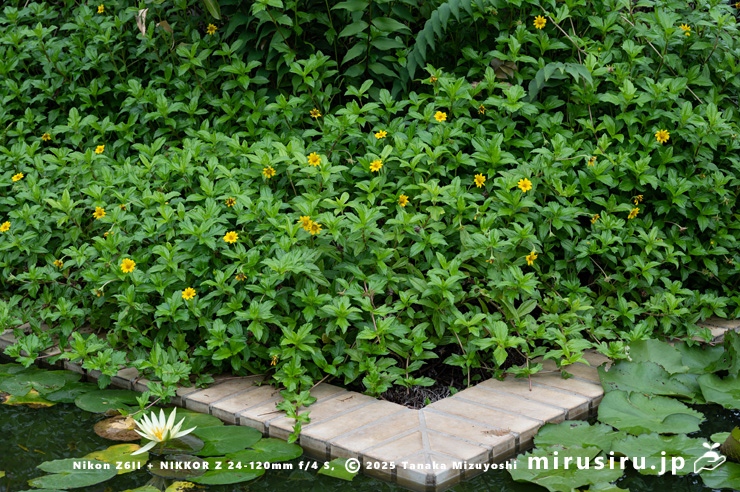 アメリカハマグルマの開花中の群落(手前は熱帯スイレン) 鎌倉市・大船フラワーセンター 2025/10/18