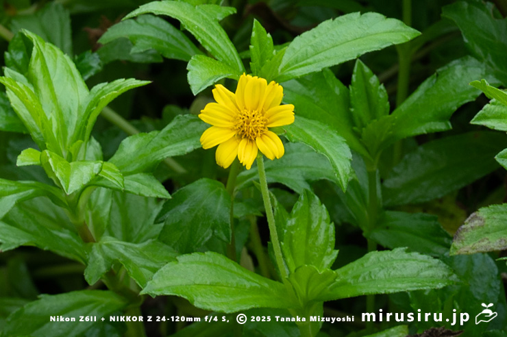 アメリカハマグルマの花 鎌倉市・大船フラワーセンター 2025/10/18