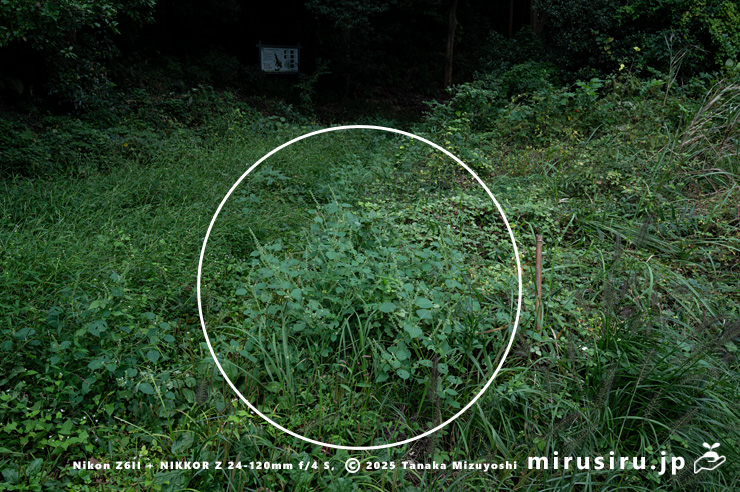 放棄され草地で野生化した花期終盤のエゴマ　茅ヶ崎市・清水谷　2025/10/18