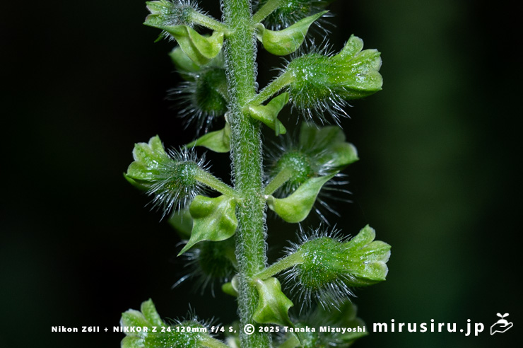 花が咲き終わったエゴマの苞　茅ヶ崎市・清水谷　2025/10/18