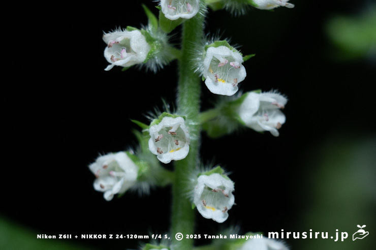エゴマの花　茅ヶ崎市・清水谷　2025/10/18