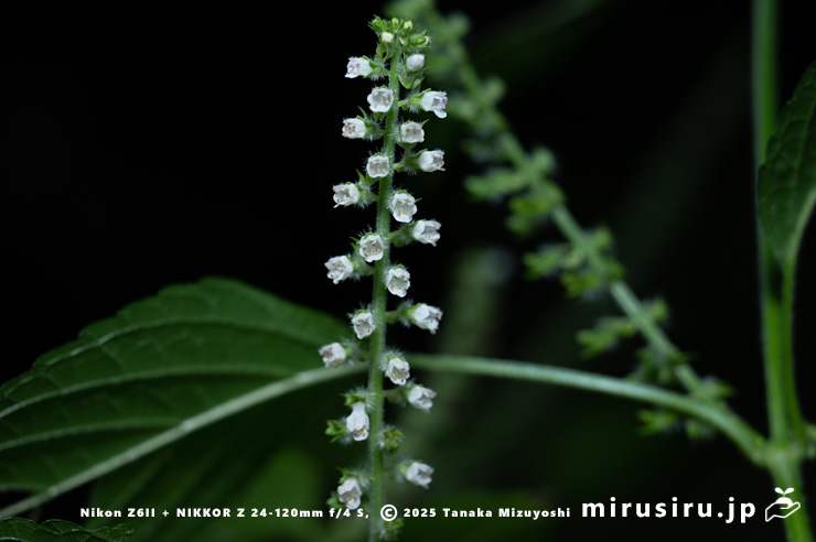 エゴマの花　茅ヶ崎市・清水谷　2025/10/18