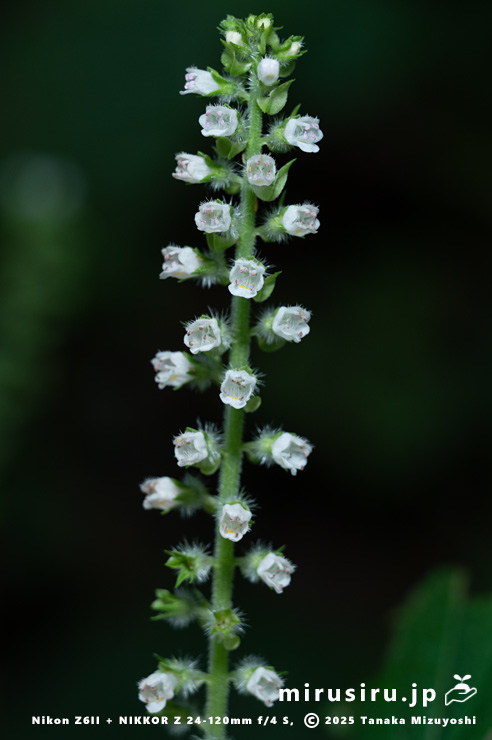 エゴマの花　茅ヶ崎市・清水谷　2025/10/18