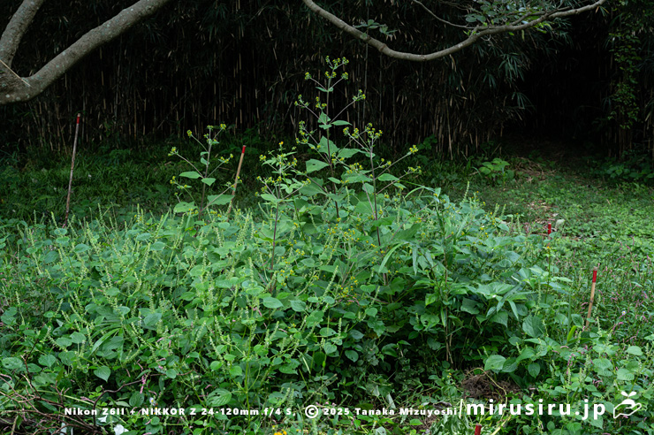 メナモミを囲うように生えたエゴマの群落　横須賀市・長坂緑地（沢山池の里山）　2025/10/19