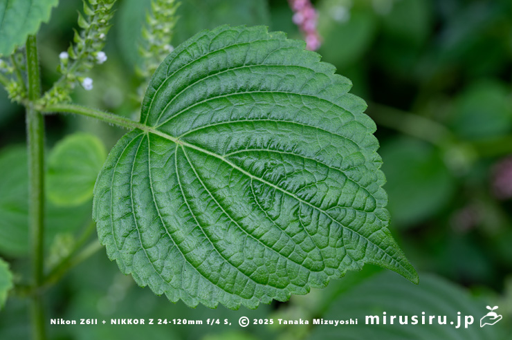 やや縮れるのでシソとの交雑を感じるエゴマの葉　横須賀市・長坂緑地（沢山池の里山）　2025/10/19
