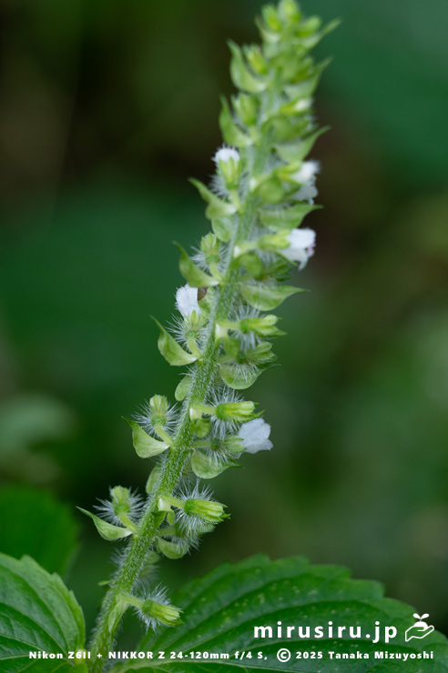 開花中のエゴマの苞　横須賀市・長坂緑地（沢山池の里山）　2025/10/19