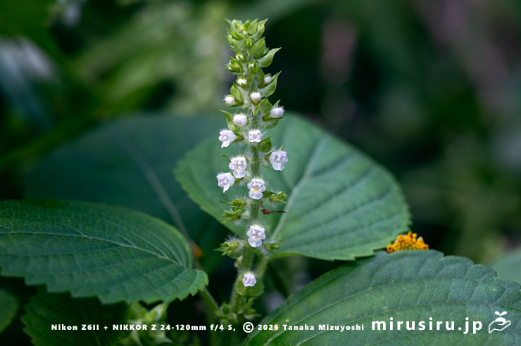 エゴマの花　横須賀市・長坂緑地（沢山池の里山）　2025/10/19