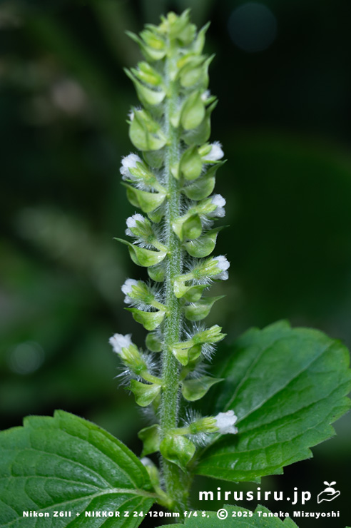 開花中のエゴマの苞　横須賀市・長坂緑地（沢山池の里山）　2025/10/19