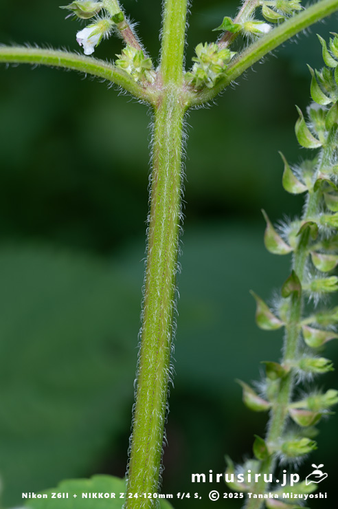 エゴマの茎　横須賀市・長坂緑地（沢山池の里山）　2025/10/19